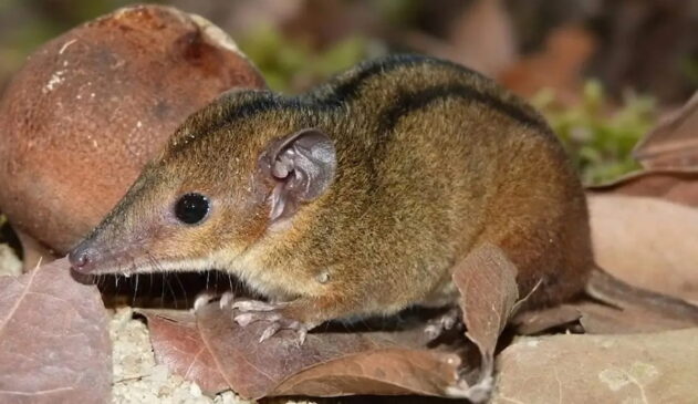 Com apenas algumas dezenas de gramas e uma 'máscara' natural exclusiva, a cuíca-de-três-listras prova que o Brasil ainda guarda segredos fascinantes