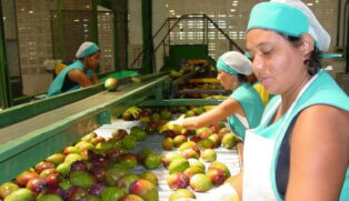 Petrolina, conhecida como a "Capital da Manga" e apelidada de "Califórnia do Sertão", lidera hoje um dos maiores polos agrícolas do Brasil.
