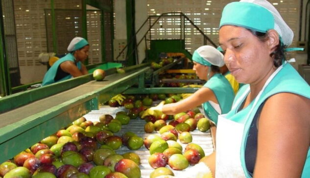 Petrolina, conhecida como a "Capital da Manga" e apelidada de "Califórnia do Sertão", lidera hoje um dos maiores polos agrícolas do Brasil.