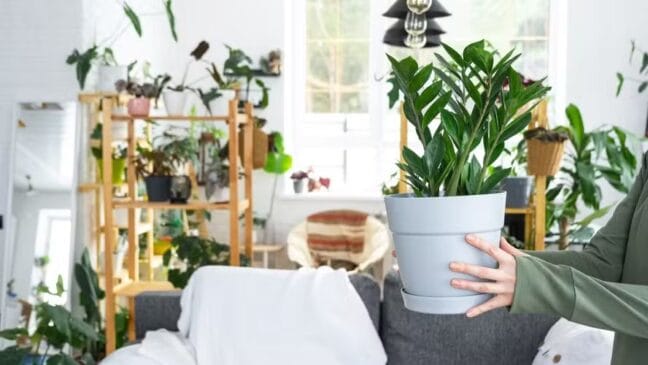  Suas folhas verdes, cerosas e simétricas transmitem uma sensação agradável entre um lar acolhedor e arrumado, uma espécie de aconchego