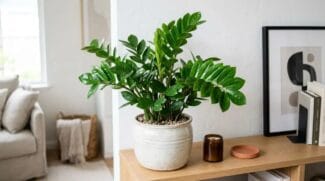 Além de seu apelo elegante e tendência para sobreviver em ambientes internos, a planta tornou-se conhecida por ser a portadora de prosperidade, equilíbrio energético e praticidade