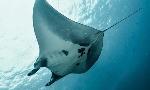Apesar de seu tamanho assustador, o animal é totalmente inofensivo para os humanos, alimentando-se principalmente de plâncton, pequenos peixes e criaturas microscópicas filtradas da água.
