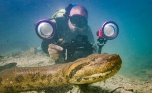 Cientificamente conhecidas pelo gênero Eunectes, as sucuris estão entre as maiores cobras do mundo, atingindo comprimentos superiores a cinco metros.