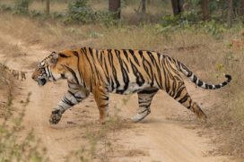 A imagem mostra um tigre de bengala