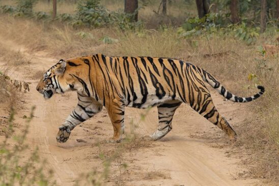 A imagem mostra um tigre de bengala