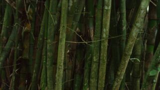 A imagem mostra uma plantação de bambu