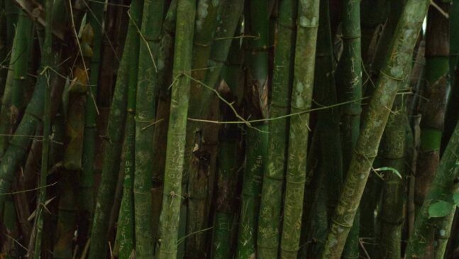 A imagem mostra uma plantação de bambu