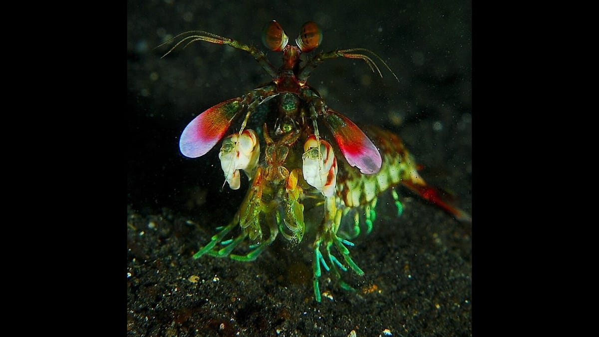 Camarão-mantis posicionado de frente em solo marinho escuro, exibindo expansões avermelhadas nas laterais da cabeça.