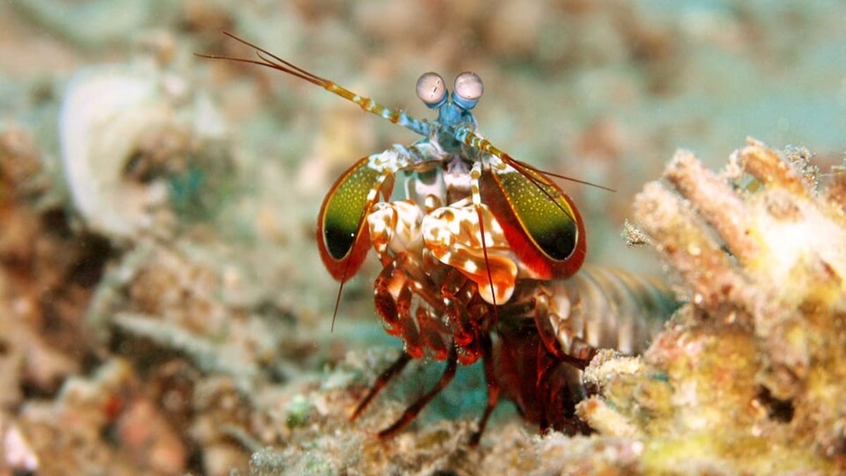 Close-up focado nos olhos azuis e nas garras dianteiras dobradas de um camarão-mantis na areia clara.
