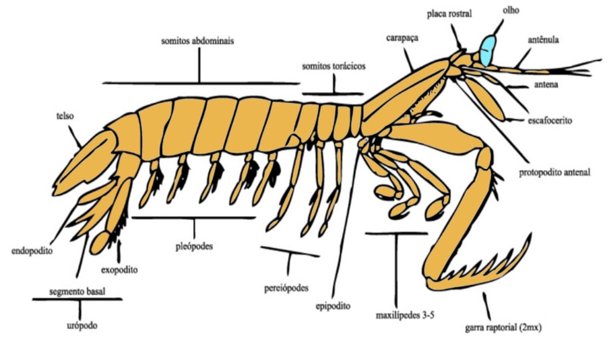 Diagrama científico em desenho linear mostrando a morfologia externa de um estomatópode (camarão-mantis) com termos técnicos.