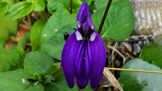 A flor da fotografia é conhecida como Salvia-gigante-tropical (Brillantaisia lamium)