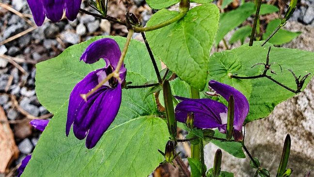 A flor da fotografia é conhecida como Salvia-gigante-tropical (Brillantaisia lamium)