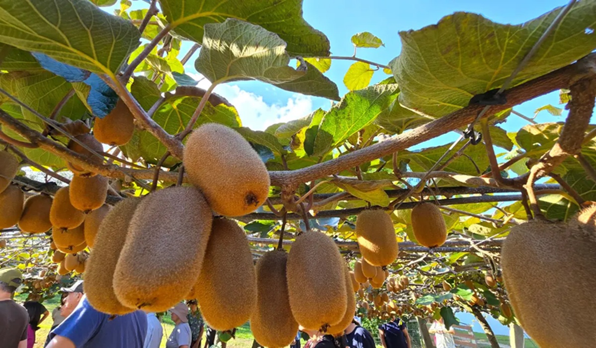 Plantação de kiwi em Paraná, no sul do Brasil