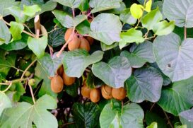 Plantação de Kiwi