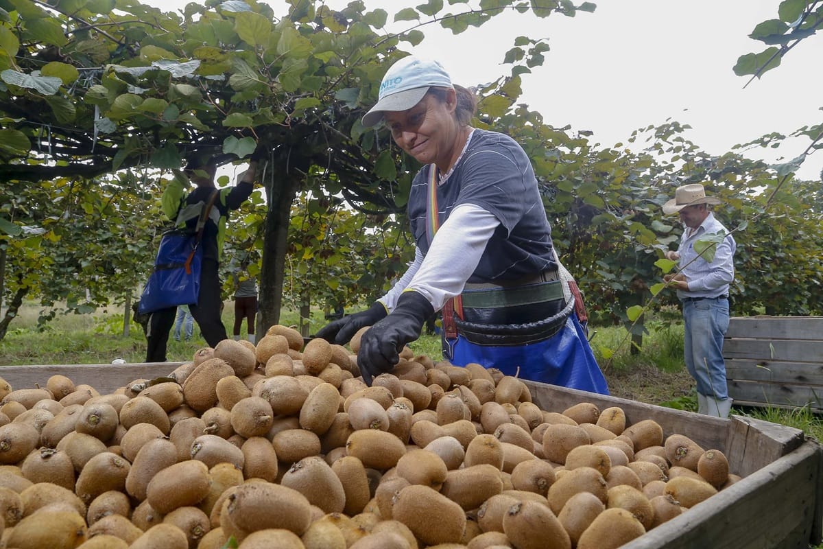 Produção de kiwi no Paraná, sul do Brasil