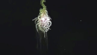 Imagem mostra o sifonóforo gigante