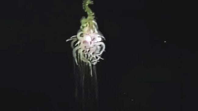 Imagem mostra o sifonóforo gigante