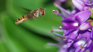 A imagem mostra a mosca-da-flor