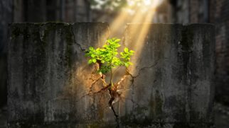 Planta crescendo e rompendo uma rachadura em um muro de concreto sólido, simbolizando superação e resiliência diante da dificuldade