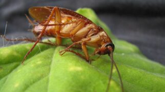 Alecrim, hortelã, erva-de-gato e louro ganham destaque como alternativas naturais contra infestações domésticas (Foto: PxHere)