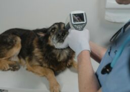 Veterinário medindo a temperatura do cachorro
