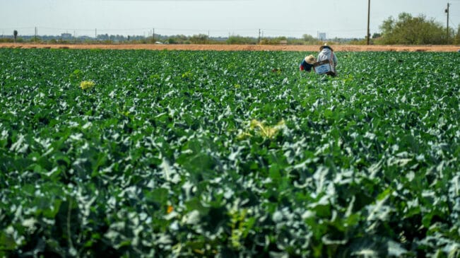 A imagem mostra uma produção em larga escala