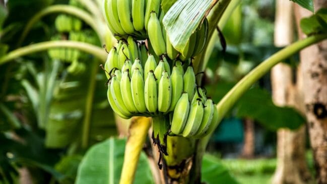 O que antes apodrecia após a colheita agora abastece fábricas de tecidos, embalagens e até fertilizantes orgânicos (Foto: Freepik)