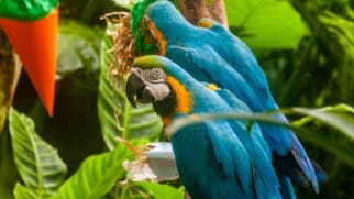 O Parque das Aves acolhe e recupera animais resgatados, unindo turismo e conservação em Foz do Iguaçu