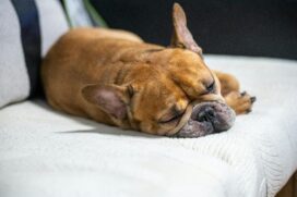 Cachorro