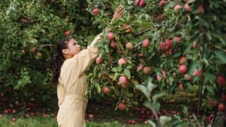 Algumas árvores frutíferas conseguem crescer em espaços pequenos sem causar rachaduras ou levantar a pavimentação (Foto: Pexels)
