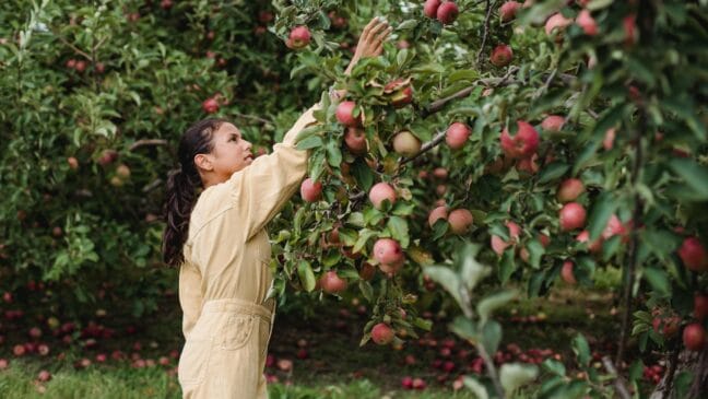 Algumas árvores frutíferas conseguem crescer em espaços pequenos sem causar rachaduras ou levantar a pavimentação (Foto: Pexels)