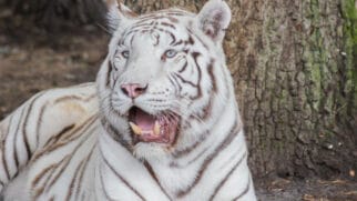 A imagem mostra o raro tigre-branco