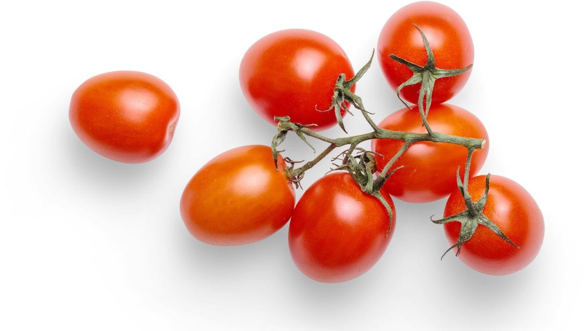 Galho de tomate-cereja com fundo branco