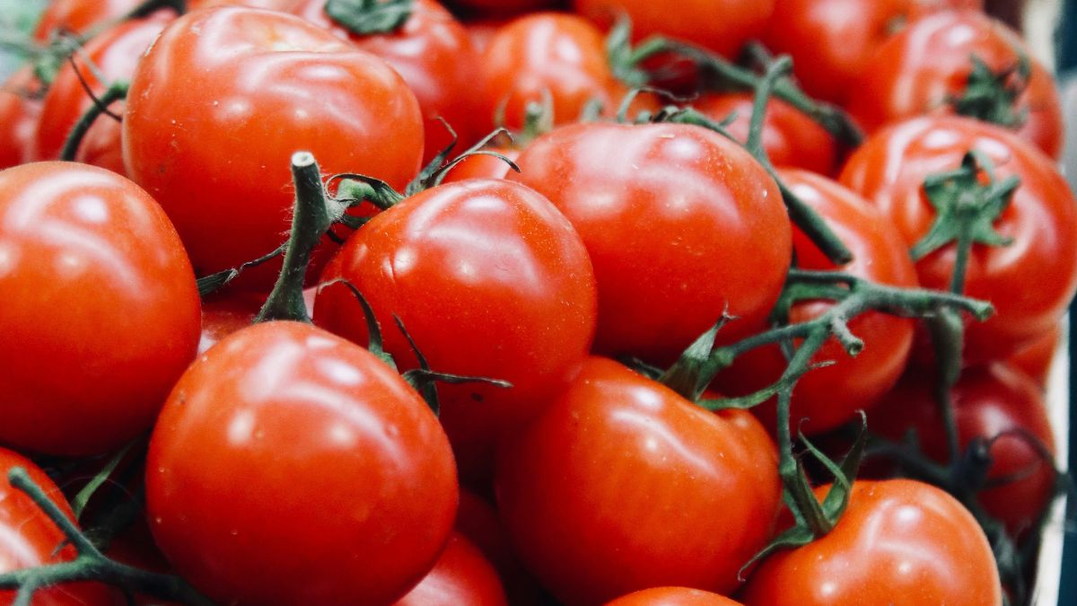 Foto ampliada de vários tomates vermelhos