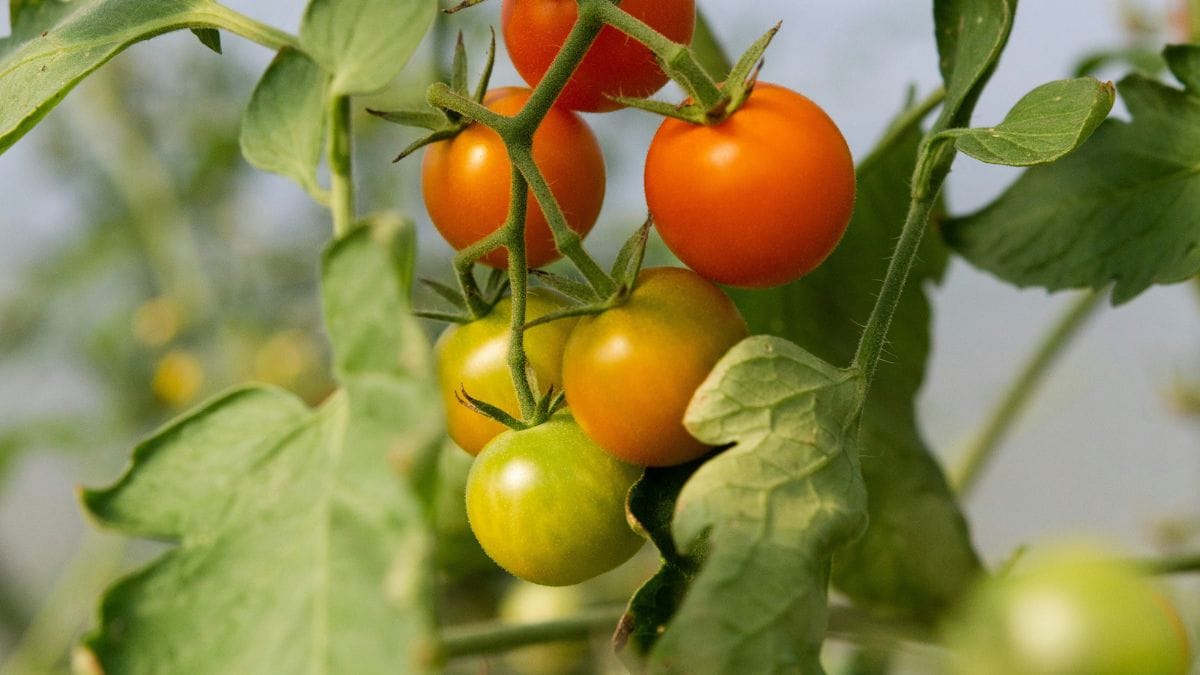 Pé de tomate-cereja com frutos vermelhos e verdes