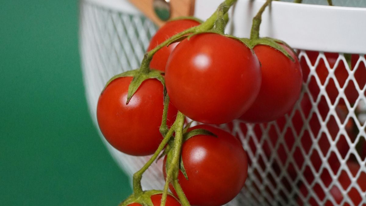Vaso branco com tomate-cereja suspenso