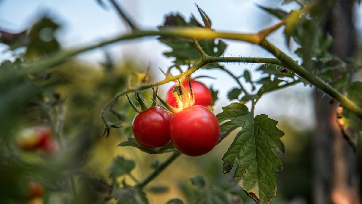 Mini-pé de tomate-cereja bem avermelhado