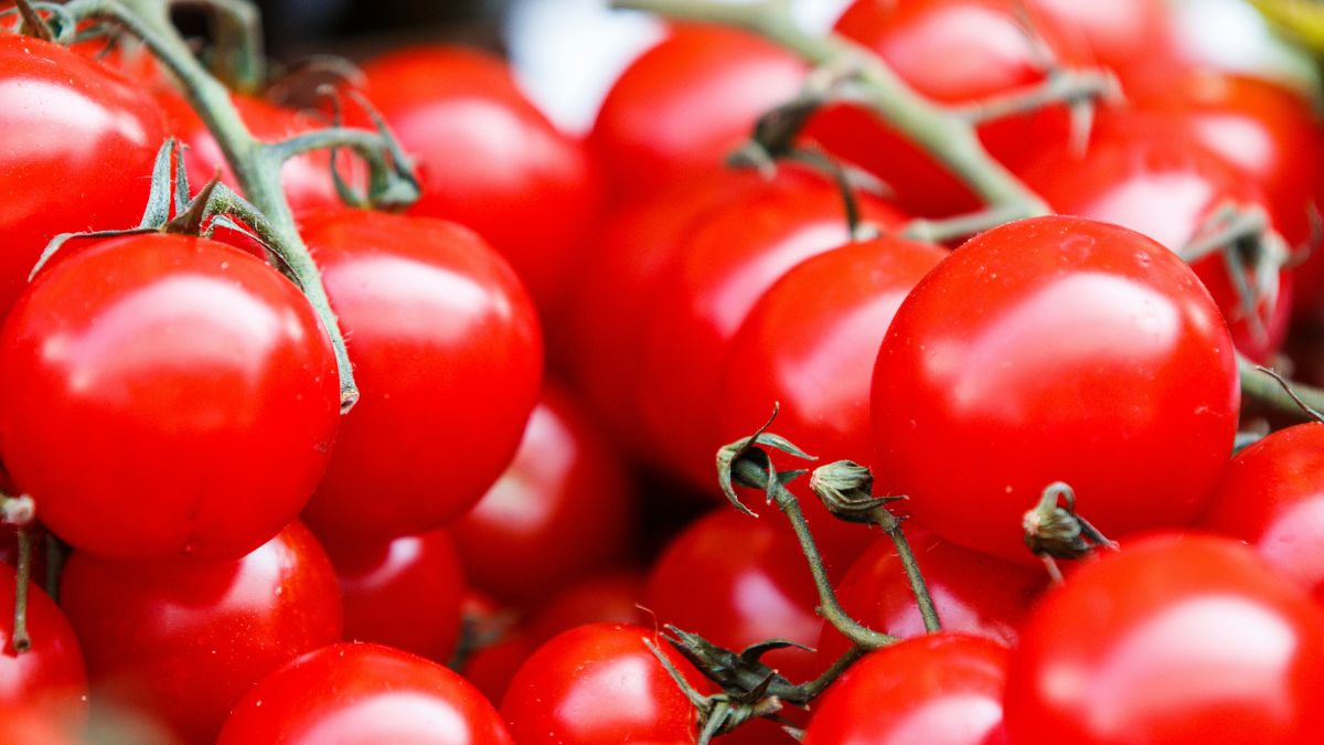Foto ampliada de vários tomates vermelhos