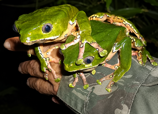 Dois sapos kambô verdes sobre a mão de uma pessoa com farda camuflada, destacando o anfíbio usado na prática do veneno amazônico conhecido como vacina do sapo