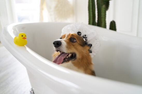 Cachorro tomando banho na banheira
