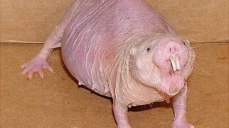 Cientistas conseguiram transferir para camundongos um dos segredos biológicos do rato-toupeira-pelado, mamífero famoso por resistir ao câncer (Foto: Wikimedia Commons/Kein keen)