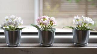 Planta aromática colocada na janela ajuda a reduzir moscas e perfuma o ambiente sem uso de produtos químicos (Foto: Freepik)