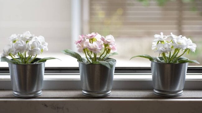 Planta aromática colocada na janela ajuda a reduzir moscas e perfuma o ambiente sem uso de produtos químicos (Foto: Freepik)