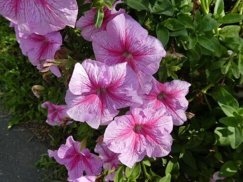 Petúnias As petúnias estão entre as flores de verão mais conhecidas. Bem usadas, porém, vão muito além do "básico". Com ramos pendentes ou semi-pendentes, cobrem áreas rapidamente e criam um efeito de tapete floral contínuo.