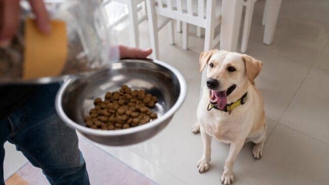 Cachorro da raça Labrador sentado e olhando ansioso para cima enquanto o tutor segura uma vasilha de metal sendo abastecida com ração seca.