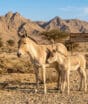 Nasce o primeiro filhote de animal ameaçado após mais de um século de sumiço