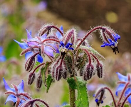 Borragem A borragem está entre as flores anuais mais visitadas por insetos. Suas flores azuis em forma de estrela atraem mamangavas, abelhas nativas e outros auxiliares de forma quase inevitável. Cresce depressa, ramifica bastante e ocupa bem os espaços entre plantas perenes mais altas.