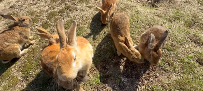 Pratique o turismo consciente: observe os animais à distância, evite pegá-los no colo e tenha cuidado ao caminhar ou pedalar pelas trilhas. /Reprodução Youtube