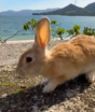 Conheça a ilha dominada por centenas de coelhos fofos que correm atrás dos turistas; Veja fotos