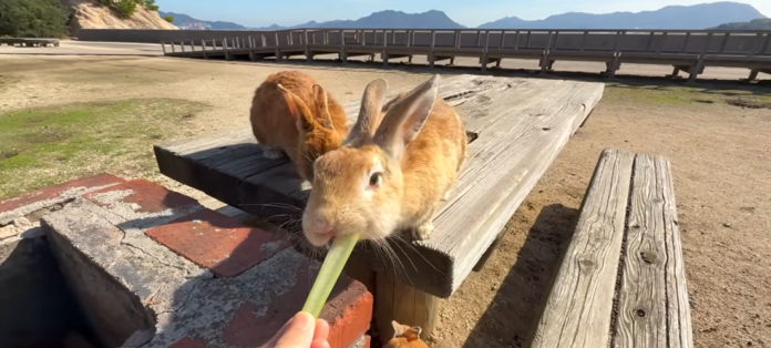 O boom do turismo trouxe desafios: a alimentação inadequada dada por visitantes tem reduzido a expectativa de vida dos animais. /Reprodução Youtube